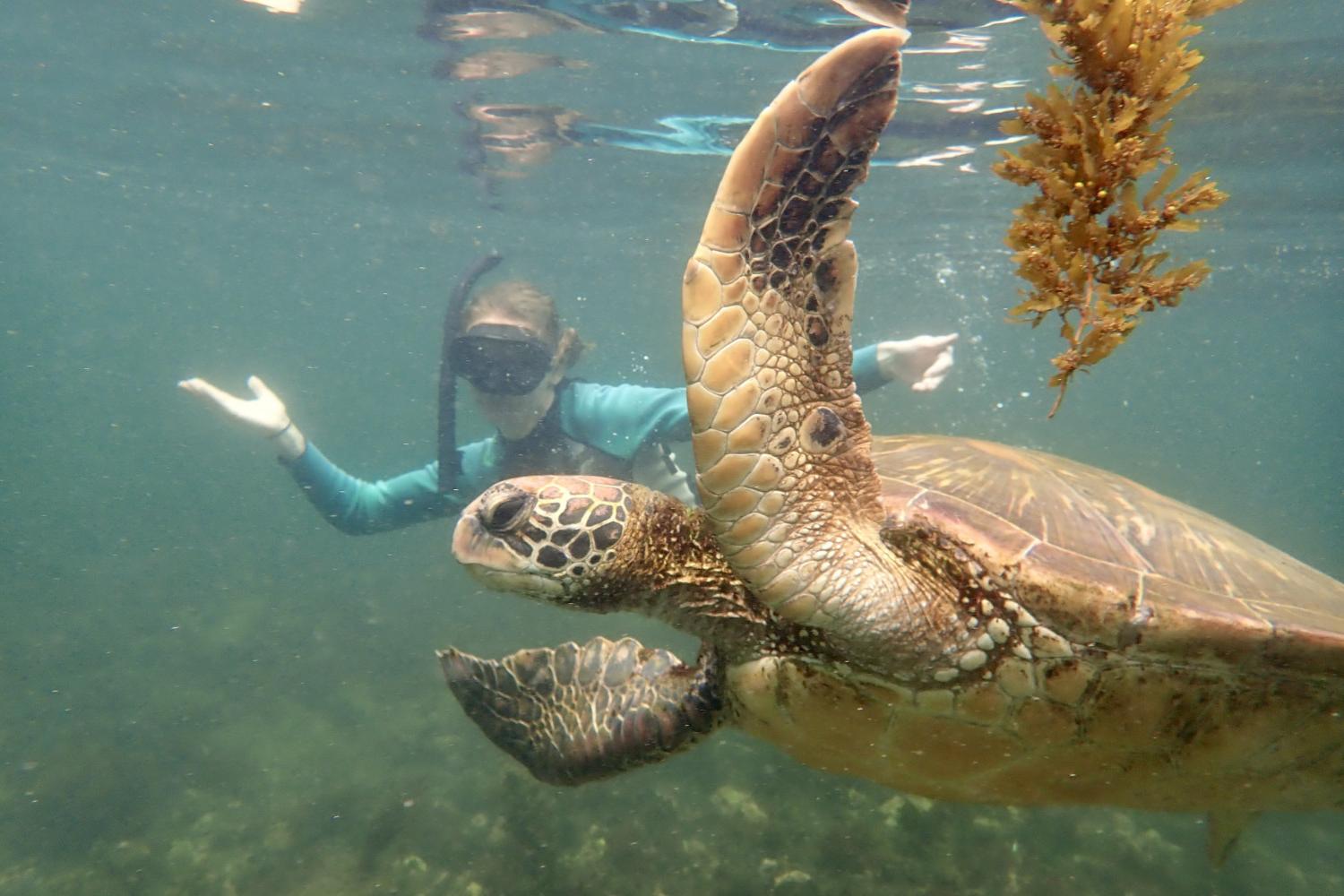 一名<a href='http://45h.mindtinkering.com'>博彩网址大全</a>学生在Galápagos群岛游学途中与一只巨龟游泳.
